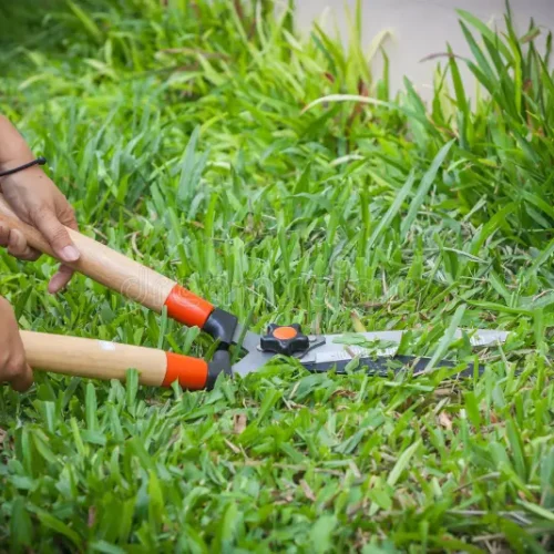 grass-scissors-25236106